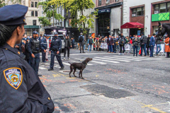 The 102nd New York City Veterans Day Parade commenced again after two year hiatus.
Veterans Day celebrates and honors all the brave men and women, both the living and the dead who have fought for the country and in the armed services.
This year also commemorates the 20th anniversary of 9/11 as well as the 30th anniversary of Operation Desert Storm.
Banding together, everyone came out with loved ones and remembered ones and march down 5th AVE in Manhattan between 25th and 40th streets.
(C)Bianca Otero. November 11, 2021. NYC