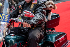 NYC Veterans Day Parade offers up a variety of people, both marchers and spectators 11/11/21.