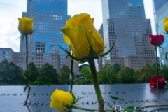 NEW YORK, NEW YORK - SEPTEMBER 11: Flowers are placed into the inscribed names of the victims of the 9/11 attacks and in the 1993 World Trade Center bombing during the annual commemoration ceremony at the National 9/11 Memorial and Museum on September 11, 2021 in New York City. The nation is marking the 20th anniversary of the terror attacks of September 11, 2001, when the terrorist group al-Qaeda flew hijacked airplanes into the World Trade Center, Shanksville, PA and the Pentagon, killing nearly 3,000 people
