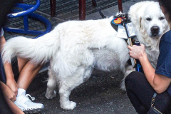 An official K-9 service dog adorned with medallions and medals receives pets and cuddles at the after ceremony party for Firemen and Police officers in downtown Manhattan. 
Events and celebrations were planned all around NYC to commemorate the 20 years since the tragic day of 9/11 that befell NYC. (C) Bianca Otero