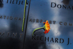 A detail of flower and namer at the North Pool of the 9/11 memorial. 
Hundreds of people came to the memorial to pay tribute to their family members and loved ones marking the 20th anniversary of the tragedy that struck NYC and shocked the world on 9/11/01. (C) Bianca Otero