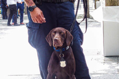 A police dog with badge sits with his handler during the commemoration of the 9/11 attacks.
Hundreds of people came to the memorial to pay tribute to their family members and loved ones marking the 20th anniversary of the tragedy that struck NYC and shocked the world on 9/11/01. (C) Bianca Otero
