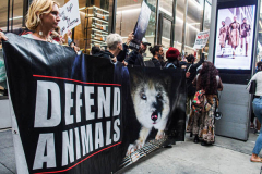 Protesters come together to rally against fur production and fur trade as well as animal rights on 59th street in Midtown Manhattan. Starting from Pulitzer fountain and marching to Central Park where horse carriages are stationed, they continued to several selected stores such as Dior and Celine and more to protest their sales on furs. As a global movement other cities in the US and UK marched on what is considered International Anti-Fur March day. Several key figures and activists were asked to speak and lead the marches. (C) Bianca Otero. NYC. October 09, 2021
