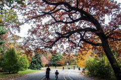 Fall details of Prospect Park and Brooklyn. (C) Bianca Otero. Brooklyn, NY. November 15, 2021