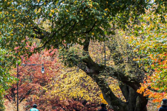 Fall details of Prospect Park and Brooklyn. (C) Bianca Otero. Brooklyn, NY. November 15, 2021