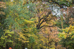Fall details of Prospect Park and Brooklyn. (C) Bianca Otero. Brooklyn, NY. November 15, 2021