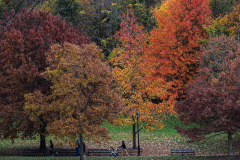 Fall details of Prospect Park and Brooklyn. (C) Bianca Otero. Brooklyn, NY. November 15, 2021