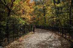 Fall details of Prospect Park and Brooklyn. (C) Bianca Otero. Brooklyn, NY. November 15, 2021