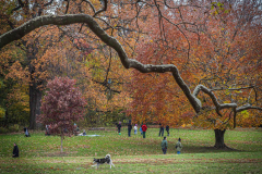 Fall details of Prospect Park and Brooklyn. (C) Bianca Otero. Brooklyn, NY. November 15, 2021