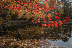 Fall details of Prospect Park and Brooklyn. (C) Bianca Otero. Brooklyn, NY. November 15, 2021