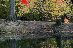 Fall details of Prospect Park and Brooklyn. (C) Bianca Otero. Brooklyn, NY. November 15, 2021