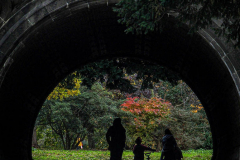 Fall details of Prospect Park and Brooklyn. (C) Bianca Otero. Brooklyn, NY. November 15, 2021