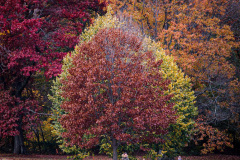 Fall details of Prospect Park and Brooklyn. (C) Bianca Otero. Brooklyn, NY. November 15, 2021