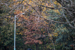 Fall details of Prospect Park and Brooklyn. (C) Bianca Otero. Brooklyn, NY. November 15, 2021