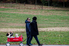 Fall details of Prospect Park and Brooklyn. (C) Bianca Otero. Brooklyn, NY. November 15, 2021