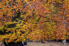 Fall details of Prospect Park and Brooklyn. (C) Bianca Otero. Brooklyn, NY. November 15, 2021