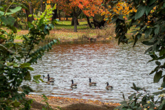 Fall details of Prospect Park and Brooklyn. (C) Bianca Otero. Brooklyn, NY. November 15, 2021