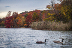 Fall details of Prospect Park and Brooklyn. (C) Bianca Otero. Brooklyn, NY. November 15, 2021