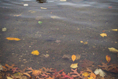 Fall details of Prospect Park and Brooklyn. (C) Bianca Otero. Brooklyn, NY. November 15, 2021