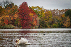 Fall details of Prospect Park and Brooklyn. (C) Bianca Otero. Brooklyn, NY. November 15, 2021