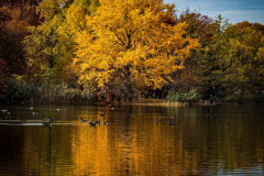 Fall details of Prospect Park and Brooklyn. (C) Bianca Otero. Brooklyn, NY. November 15, 2021