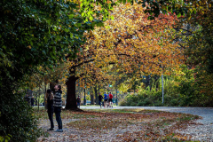 Fall details of Prospect Park and Brooklyn. (C) Bianca Otero. Brooklyn, NY. November 15, 2021