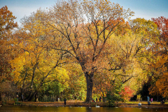 Fall details of Prospect Park and Brooklyn. (C) Bianca Otero. Brooklyn, NY. November 15, 2021
