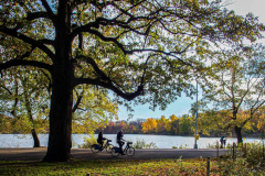 Fall details of Prospect Park and Brooklyn. (C) Bianca Otero. Brooklyn, NY. November 15, 2021