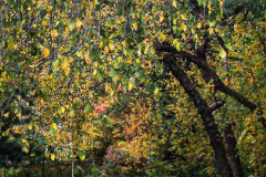 Fall details of Prospect Park and Brooklyn. (C) Bianca Otero. Brooklyn, NY. November 15, 2021
