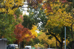 Fall details of Prospect Park and Brooklyn. (C) Bianca Otero. Brooklyn, NY. November 15, 2021