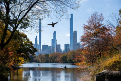 NEW YORK, NEW YORK - NOVEMBER 10: A bird flies above people in row boats on The Lake in Central Park during the fall foliage with a view of the Manhattan skyline in the background on November 10, 2021 in New York City. People are taking advantage of unseasonably warm weather across the North East this week as temperatures reached close to 70 degrees in New York City today. (Photo by Alexi Rosenfeld/Getty Images)