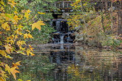 Fall details of Prospect Park and Brooklyn. (C) Bianca Otero. Brooklyn, NY. November 15, 2021