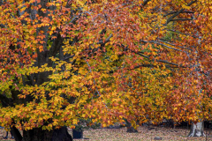 Fall details of Prospect Park and Brooklyn. (C) Bianca Otero. Brooklyn, NY. November 15, 2021