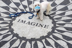 A dog stands on the Imagine Mosaic near Strawberry Fields in Central Park.
