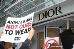 New York,   Anti Fur protest in Manhattan. Protestors marched through the streets of Manhattan and targeted high end clothes stores that sell Fur products.