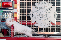 Fire Pig Penny has been spreading joy among the firefighters of Engine 239 in Park Slope and the community.  (Photo by Gabriele Holtermann for Brooklyn Paper)