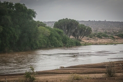 "Little Orphan Annie" whose mother was killed by a crocodile on the Galana river when she was just 7 months old. Faced with the odds against her, the young lioness managed to forge her way through and teach herself not only to hunt but to kill properly, fend for herself and survive. As part of the conservancy, she has "owned" it as being not only a lioness that can survive on her own, but a great representative, especially in these times, of the female power and survival skills when all seems readily lost.