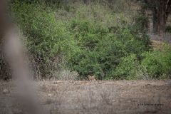 "Little Orphan Annie" whose mother was killed by a crocodile on the Galana river when she was just 7 months old. Faced with the odds against her, the young lioness managed to forge her way through and teach herself not only to hunt but to kill properly, fend for herself and survive. As part of the conservancy, she has "owned" it as being not only a lioness that can survive on her own, but a great representative, especially in these times, of the female power and survival skills when all seems readily lost.