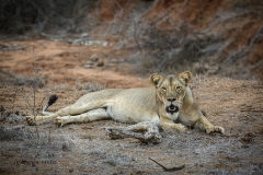 "Little Orphan Annie" whose mother was killed by a crocodile on the Galana river when she was just 7 months old. Faced with the odds against her, the young lioness managed to forge her way through and teach herself not only to hunt but to kill properly, fend for herself and survive. As part of the conservancy, she has "owned" it as being not only a lioness that can survive on her own, but a great representative, especially in these times, of the female power and survival skills when all seems readily lost.