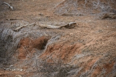 "Little Orphan Annie" whose mother was killed by a crocodile on the Galana river when she was just 7 months old. Faced with the odds against her, the young lioness managed to forge her way through and teach herself not only to hunt but to kill properly, fend for herself and survive. As part of the conservancy, she has "owned" it as being not only a lioness that can survive on her own, but a great representative, especially in these times, of the female power and survival skills when all seems readily lost.