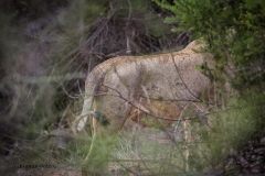 "Little Orphan Annie" whose mother was killed by a crocodile on the Galana river when she was just 7 months old. Faced with the odds against her, the young lioness managed to forge her way through and teach herself not only to hunt but to kill properly, fend for herself and survive. As part of the conservancy, she has "owned" it as being not only a lioness that can survive on her own, but a great representative, especially in these times, of the female power and survival skills when all seems readily lost.