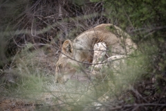 "Little Orphan Annie" whose mother was killed by a crocodile on the Galana river when she was just 7 months old. Faced with the odds against her, the young lioness managed to forge her way through and teach herself not only to hunt but to kill properly, fend for herself and survive. As part of the conservancy, she has "owned" it as being not only a lioness that can survive on her own, but a great representative, especially in these times, of the female power and survival skills when all seems readily lost.