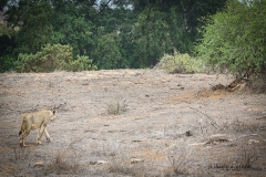 "Little Orphan Annie" whose mother was killed by a crocodile on the Galana river when she was just 7 months old. Faced with the odds against her, the young lioness managed to forge her way through and teach herself not only to hunt but to kill properly, fend for herself and survive. As part of the conservancy, she has "owned" it as being not only a lioness that can survive on her own, but a great representative, especially in these times, of the female power and survival skills when all seems readily lost.