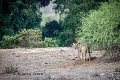 "Little Orphan Annie" whose mother was killed by a crocodile on the Galana river when she was just 7 months old. Faced with the odds against her, the young lioness managed to forge her way through and teach herself not only to hunt but to kill properly, fend for herself and survive. As part of the conservancy, she has "owned" it as being not only a lioness that can survive on her own, but a great representative, especially in these times, of the female power and survival skills when all seems readily lost.