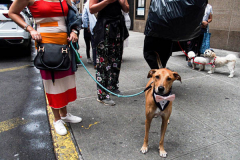 Dogs and their humans await entering the Church of St. Francis of Assisi in NYC for the Blessing of Animals that takes place every year on the first Sunday of October. 
In the Roman Catholic Church, St. Francis of Assisi is patron saint of animals, merchants and ecology.
People from all over bring their beloved furry and not so furry companions to receive blessings. This year broke an all time record of attendees who seek better horizons and better health for the upcoming year. (C) Bianca Otero, NYC. October 3, 2021.