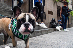 Dogs and their humans await entering the Church of St. Francis of Assisi in NYC for the Blessing of Animals that takes place every year on the first Sunday of October. 
In the Roman Catholic Church, St. Francis of Assisi is patron saint of animals, merchants and ecology.
People from all over bring their beloved furry and not so furry companions to receive blessings. This year broke an all time record of attendees who seek better horizons and better health for the upcoming year. (C) Bianca Otero, NYC. October 3, 2021.