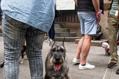 Dogs and their humans await entering the Church of St. Francis of Assisi in NYC for the Blessing of Animals that takes place every year on the first Sunday of October. 
In the Roman Catholic Church, St. Francis of Assisi is patron saint of animals, merchants and ecology.
People from all over bring their beloved furry and not so furry companions to receive blessings. This year broke an all time record of attendees who seek better horizons and better health for the upcoming year. (C) Bianca Otero, NYC. October 3, 2021.