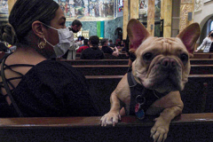 Animals and their humans await the ceremony inside the Church of St. Francis of Assisi in NYC for the Blessing of Animals that takes place every year on the first Sunday of October. 
In the Roman Catholic Church, St. Francis of Assisi is patron saint of animals, merchants and ecology.
People from all over bring their beloved furry and not so furry companions to receive blessings. This year broke an all time record of attendees who seek better horizons and better health for the upcoming year. (C) Bianca Otero, NYC. October 3, 2021.