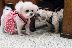 Animals and their humans await the ceremony inside the Church of St. Francis of Assisi in NYC for the Blessing of Animals that takes place every year on the first Sunday of October. 
In the Roman Catholic Church, St. Francis of Assisi is patron saint of animals, merchants and ecology.
People from all over bring their beloved furry and not so furry companions to receive blessings. This year broke an all time record of attendees who seek better horizons and better health for the upcoming year. (C) Bianca Otero, NYC. October 3, 2021.