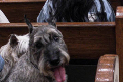 Animals and their humans await the ceremony inside the Church of St. Francis of Assisi in NYC for the Blessing of Animals that takes place every year on the first Sunday of October. 
In the Roman Catholic Church, St. Francis of Assisi is patron saint of animals, merchants and ecology.
People from all over bring their beloved furry and not so furry companions to receive blessings. This year broke an all time record of attendees who seek better horizons and better health for the upcoming year. (C) Bianca Otero, NYC. October 3, 2021.